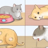 Reduktion af feber hos katte