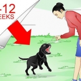 Labrador retriever træning