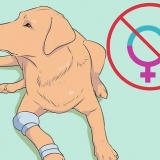 Opdræt af labradorer