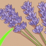 Beskæring og høst af lavendel