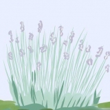 Beskæring af lavendel