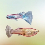 Identifikation af mandlige og kvindelige guppyer