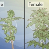 At skelne mandlige cannabisplanter fra kvindelige