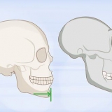Identifikation af menneskelige knogler
