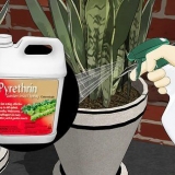 Fjern myrer fra plantekrukker