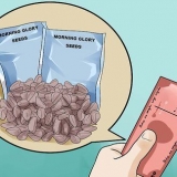 Voksende morgenfruer