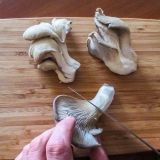 Forbered østerssvampe