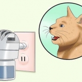 At håndtere en kat i brunst