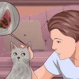 Eliminering af øremider hos katte