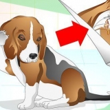 Behandling af øreinfektioner hos hunde