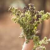 Tørring af oregano