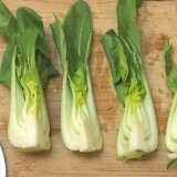 Tilbered pak choi