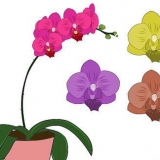 Phalenopsis orkideer (sommerfugleorkideer) pleje