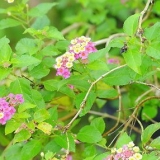 Plante stiklinger