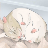 God fornøjelse med din hamster