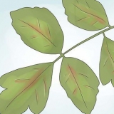 Desarmerende poison oak