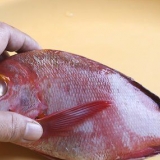 Forbered rød snapper