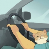 At rejse med en kat