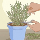 Rosmarin plantning, pleje og høst