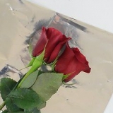 Holder roser friske