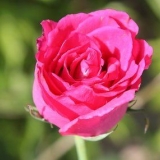 Tørring af rosenblade