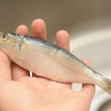 Forbered sardiner