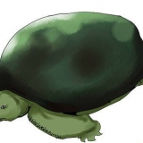 At tage sig af skildpadder