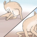 Genkendelse af skabb hos hunde