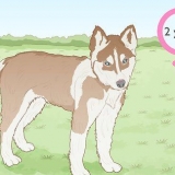 Opdrætter siberian huskies