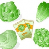 Salatplanter