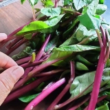 Tilberedning og tilberedning af chard