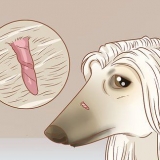 Fjern hudmærker hos hunde