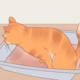Reduktion af stress hos katte