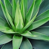 Drikke tequila