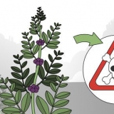 Test om en plante er spiselig