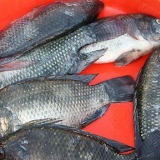 Grillning af tilapia