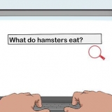 At få tilladelse fra dine forældre til at holde en hamster