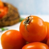At lave tomatjuice