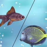 Behandling af tropiske fisk med hvid prop