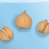 Plantning af tulipanløg