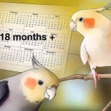 Opdræt af cockatiels