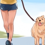 Elsker din hund
