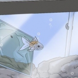 Afgøre, om din fisk er død