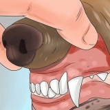 Genkendelse af forgiftning hos hunde