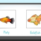 Fodring af fisk