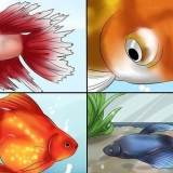 Behandling af fiskesygdomme