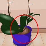 Pleje af indendørs planter