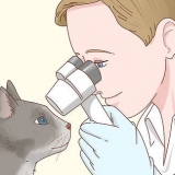 Pasning af en blind kat