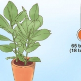 At tage sig af en ficus