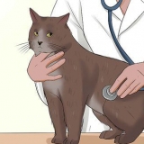 Pasning af en kat med felv